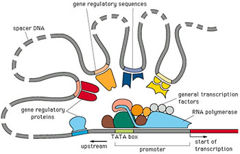 Figure1